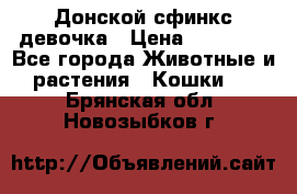 Донской сфинкс девочка › Цена ­ 15 000 - Все города Животные и растения » Кошки   . Брянская обл.,Новозыбков г.